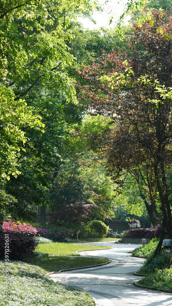 Fototapeta premium The fresh new leaves full of the trees in spring