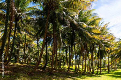 Plantation of tall palm trees with coconuts in garden near Le Morne Rouge and Saint Pierre on Martinique island in the tropics. Well kept park of a french farmhouse with green lawn on a sunny day.