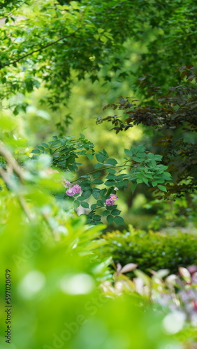 The fresh new leaves full of the trees in spring