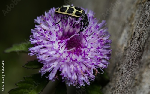 A. variegatus uses nectar as food as it is considered polliniferous and granivorous. photo