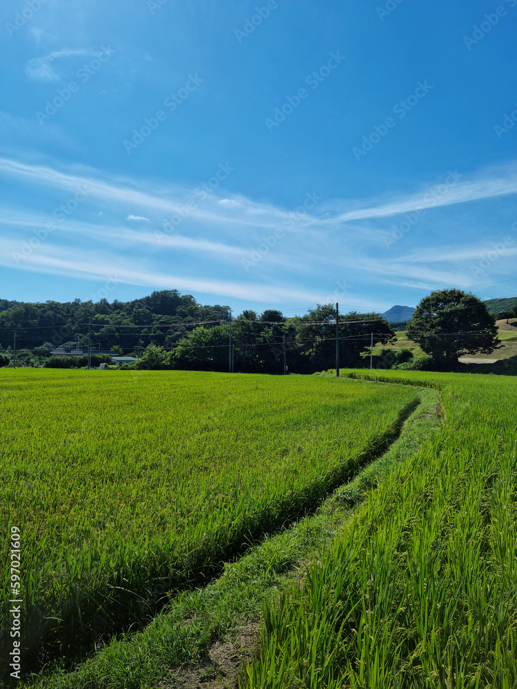 summer green rice field. 
Rural landscape.