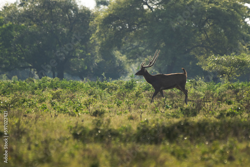 A lone javan rusa rusa timorensis crossing the bekol savanna inside baluran National Park with bokeh background  photo