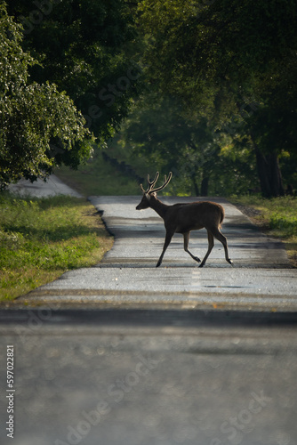 A lone javan rusa rusa timorensis crossing the road on bekol savanna inside baluran National Park with bokeh background  photo