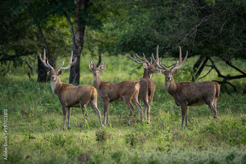 A group of javan rusa rusa timorensis on bekol savanna inside baluran National Park with bokeh background  photo
