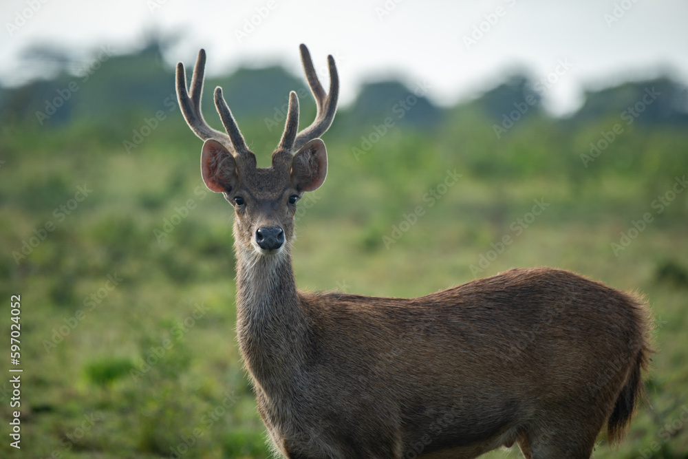 A medium portrait of javan rusa rusa timorensis on bekol savanna inside baluran National Park with bokeh background A medium portrait of javan rusa rusa timorensis on bekol savanna inside baluran National Park with bokeh background