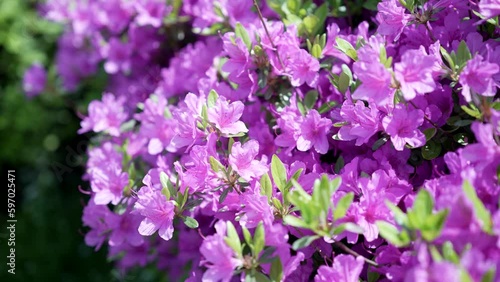 연산홍 철쭉 진달래 꽃