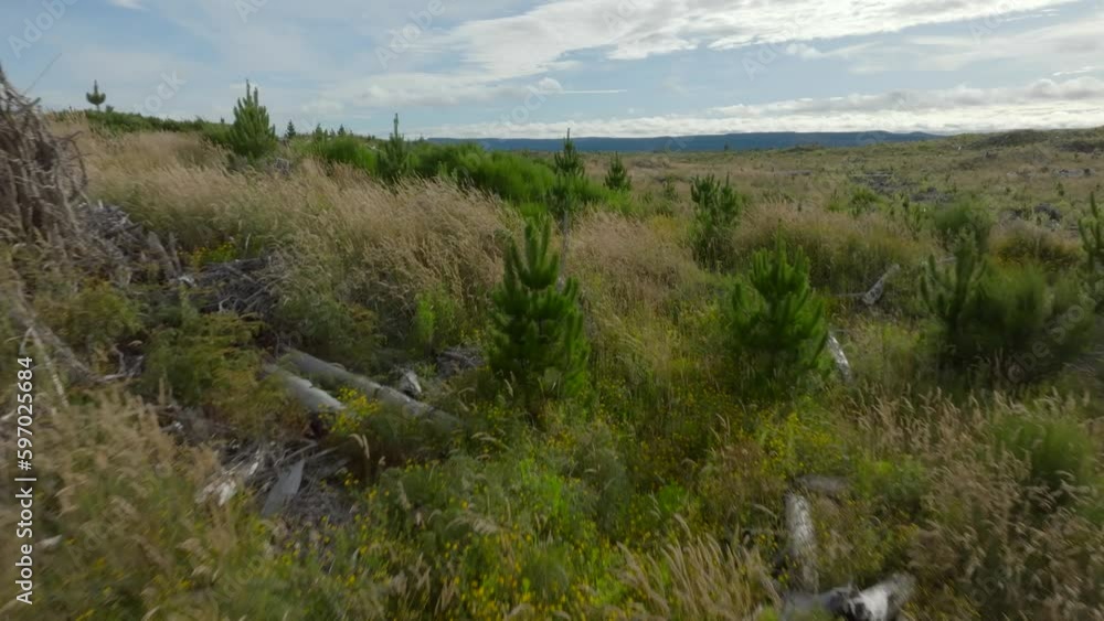Aerial view of young pine trees planted to become a logged forest. Tackling climate change Aerial view of young pine trees planted to become a logged forest. Tackling climate change