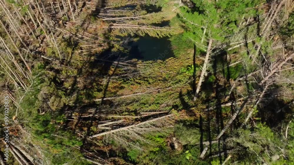 Aerial shot of New Zealand forest with fallen pine trees post cyclone Aerial shot of New Zealand forest with fallen pine trees post cyclone