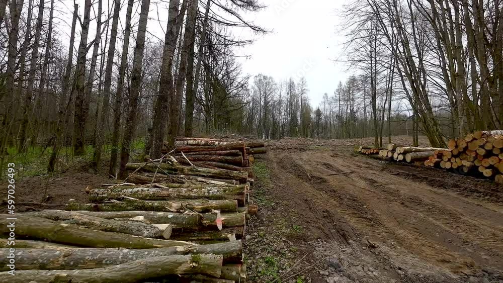 Pile Of Wood Logs, Dry Wood Trunks In The Forest - drone shot Pile Of Wood Logs, Dry Wood Trunks In The Forest - drone shot