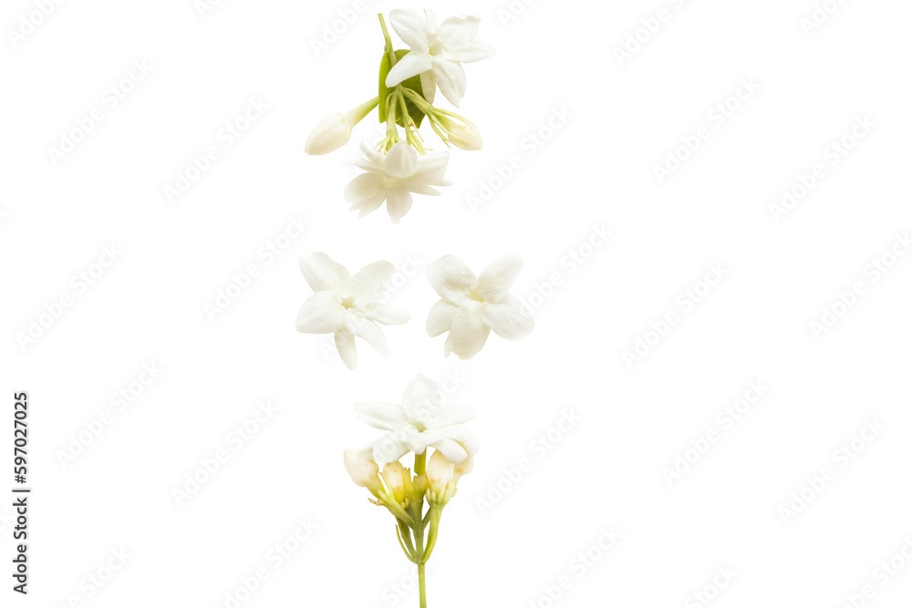 white flowers jasmine local flora of asia arrangement flat lay postcard style 