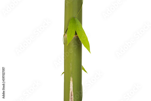 background texture nature bamboo tree with leaf herbal flora of asia 