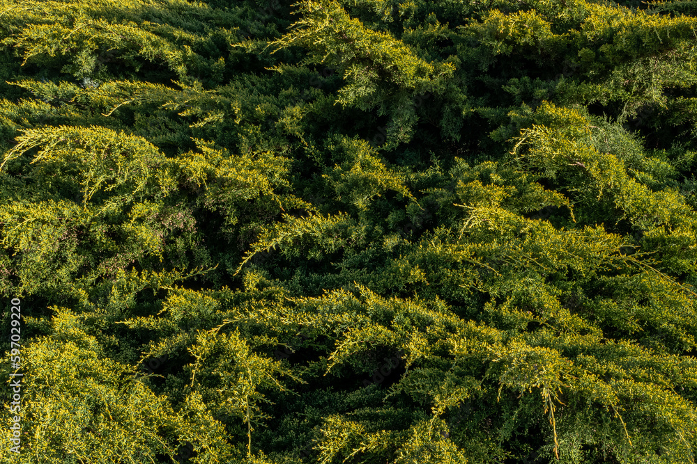 Juniperus horizontalis. Shrubs of creeping juniper or horizontal