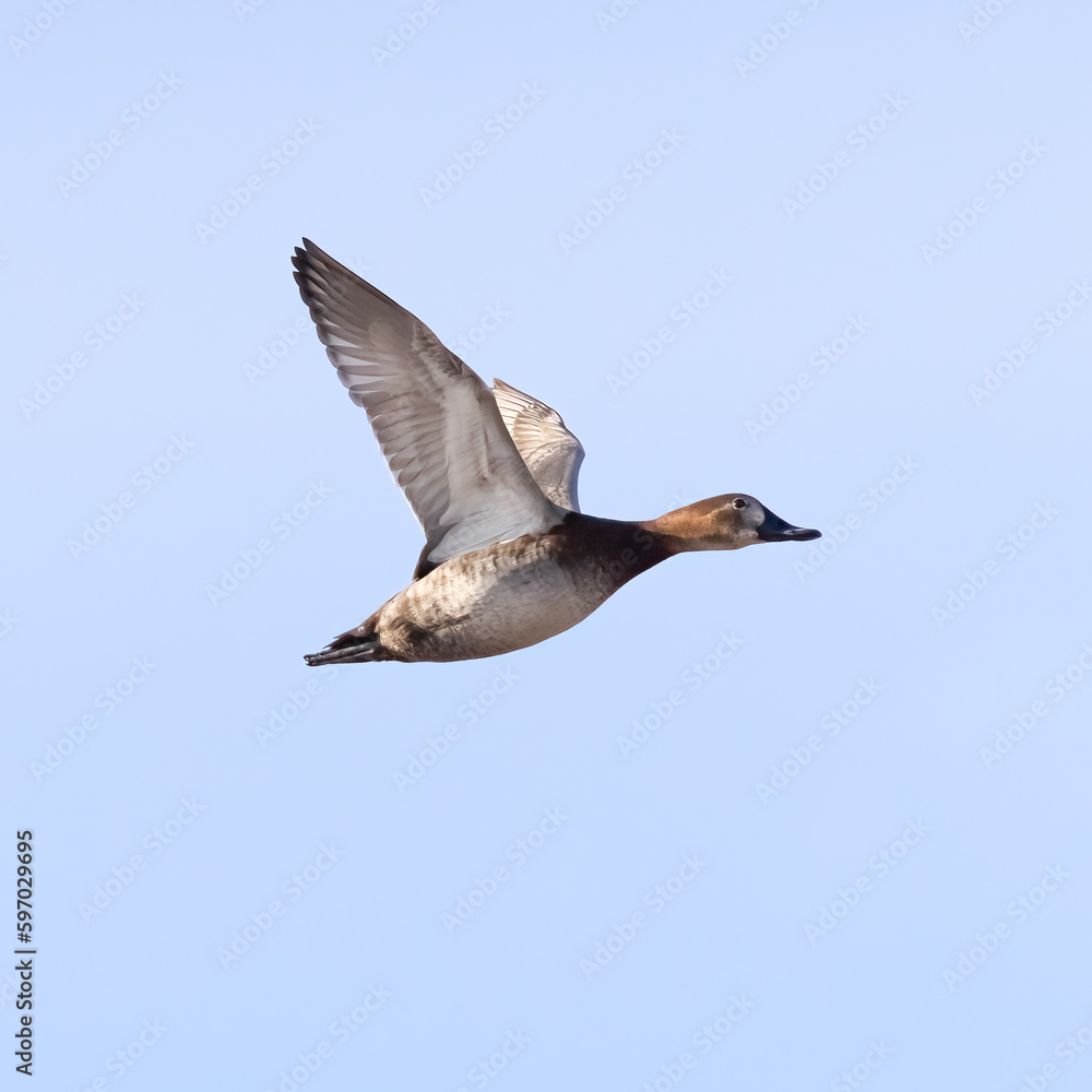 Obraz premium Common Pochard