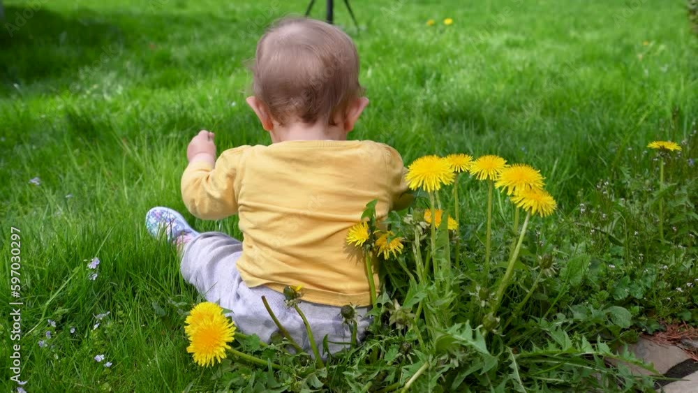 A small child clumsily walks on the green grass and plucks yellow dandelions. A small child clumsily walks on the green grass and plucks yellow dandelions.