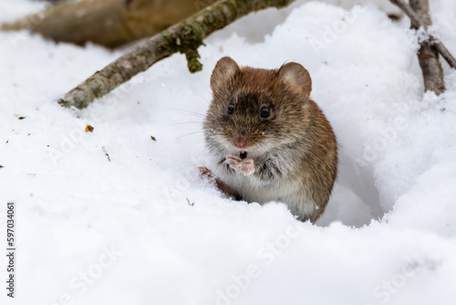 Bank vole