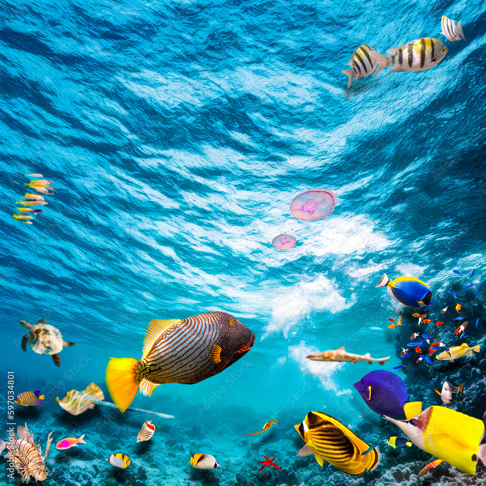 Fototapeta premium Magnificent underwater world of the tropical ocean.