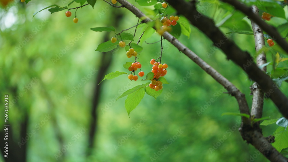 The cherry fruits harvesting in the garden in spring