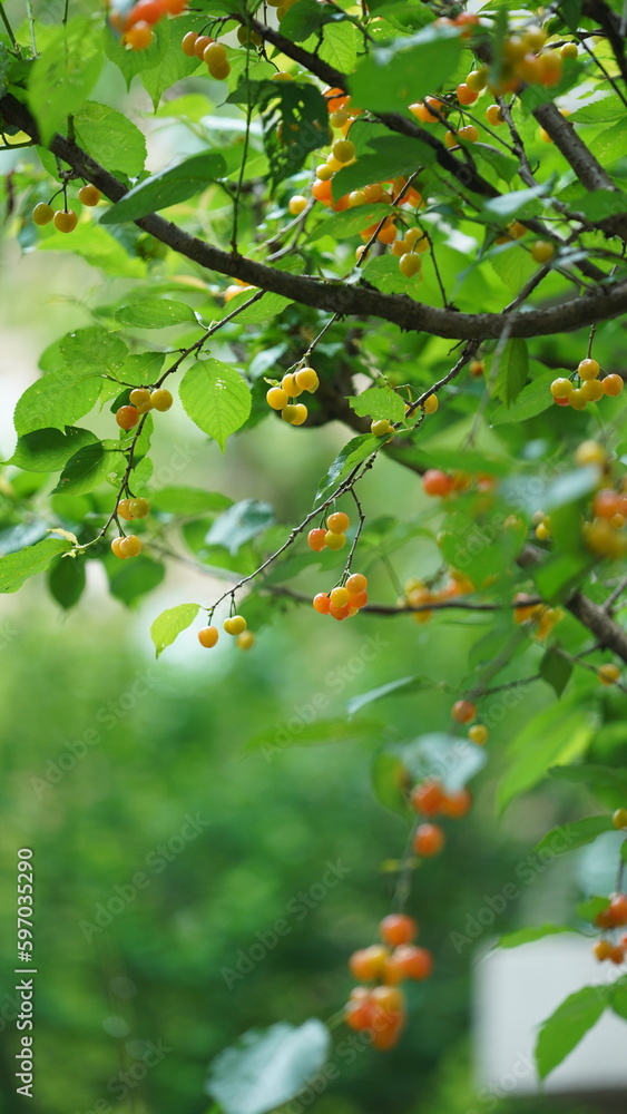 The cherry fruits harvesting in the garden in spring