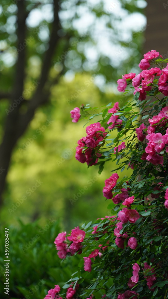 The beautiful flowers blooming in the garden in spring with the warm sunlight The beautiful flowers blooming in the garden in spring with the warm sunlight