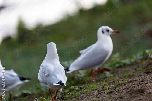 Seagulls on a grass field © rninov