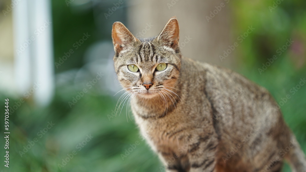 One adorable wild cat sitting in the garden for resting One adorable wild cat sitting in the garden for resting