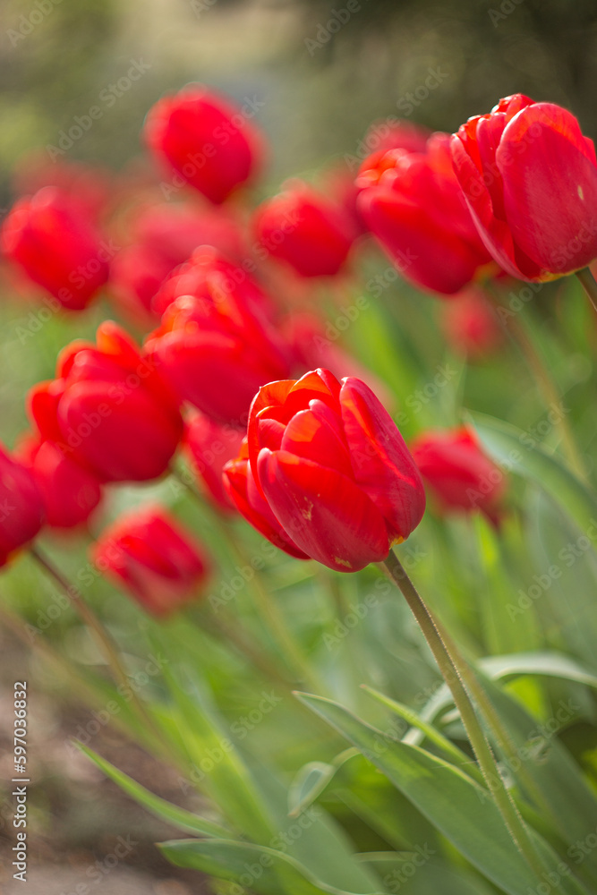 Fototapeta premium red tulips in the garden
