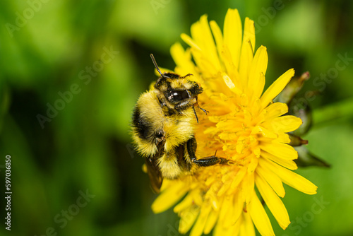Bumblebee on a yellow kulbaba flower