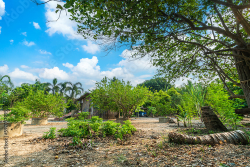 Green lemons tree growth on the cement pond in a garden citrus fruit with of a rural houses style summer vegetable garden a bright afternoon blue sky thailand. © Thinapob