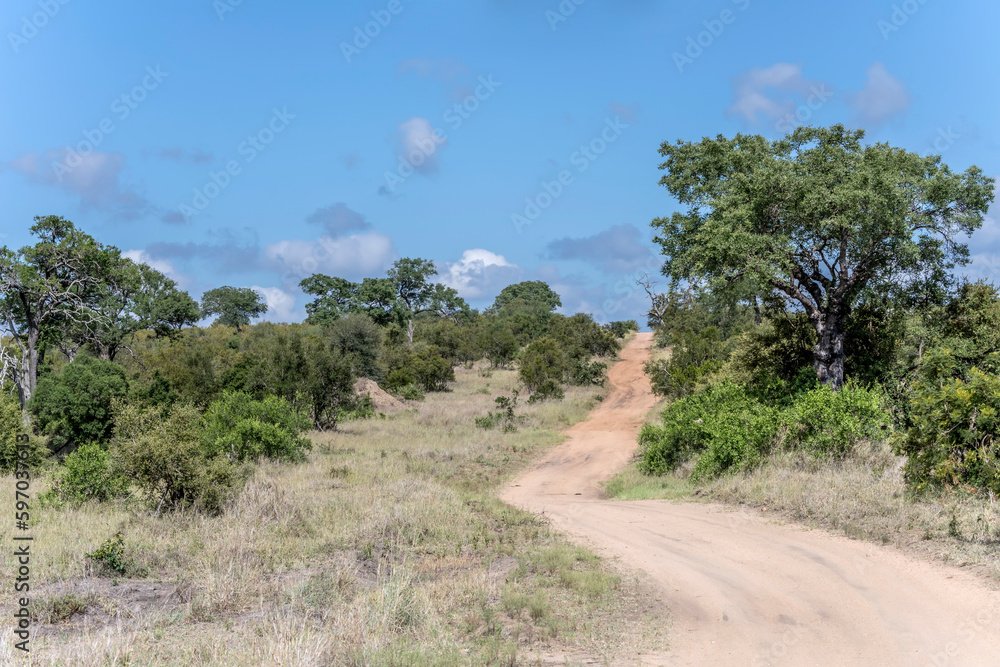 landscape with uphill winding dirt road in shrubland at Kruger park, South Africa
