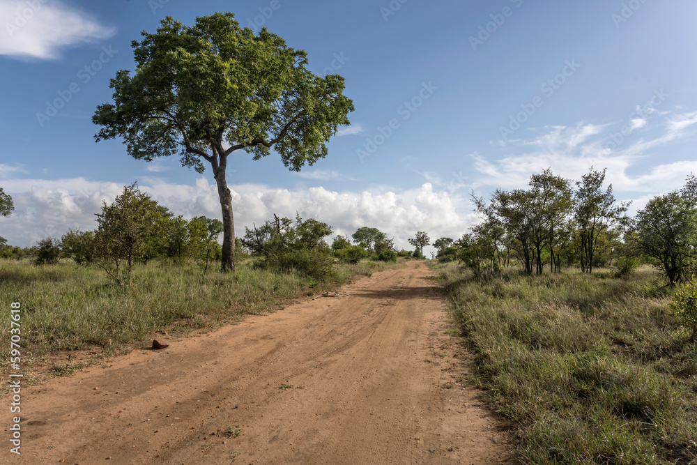landscape with dirt road and big Marula tree in shrubland at Kruger park, South Africa