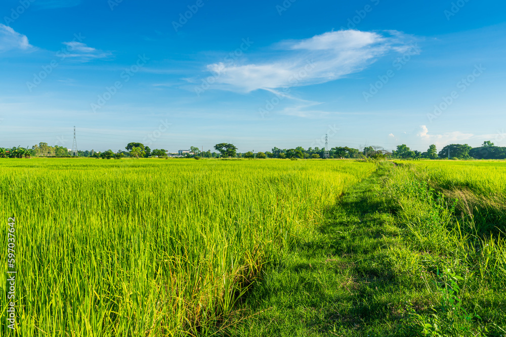 Fototapeta premium Scenic view landscape of Rice field green grass with field cornfield or in Asia country agriculture harvest with fluffy clouds blue sky daylight background.