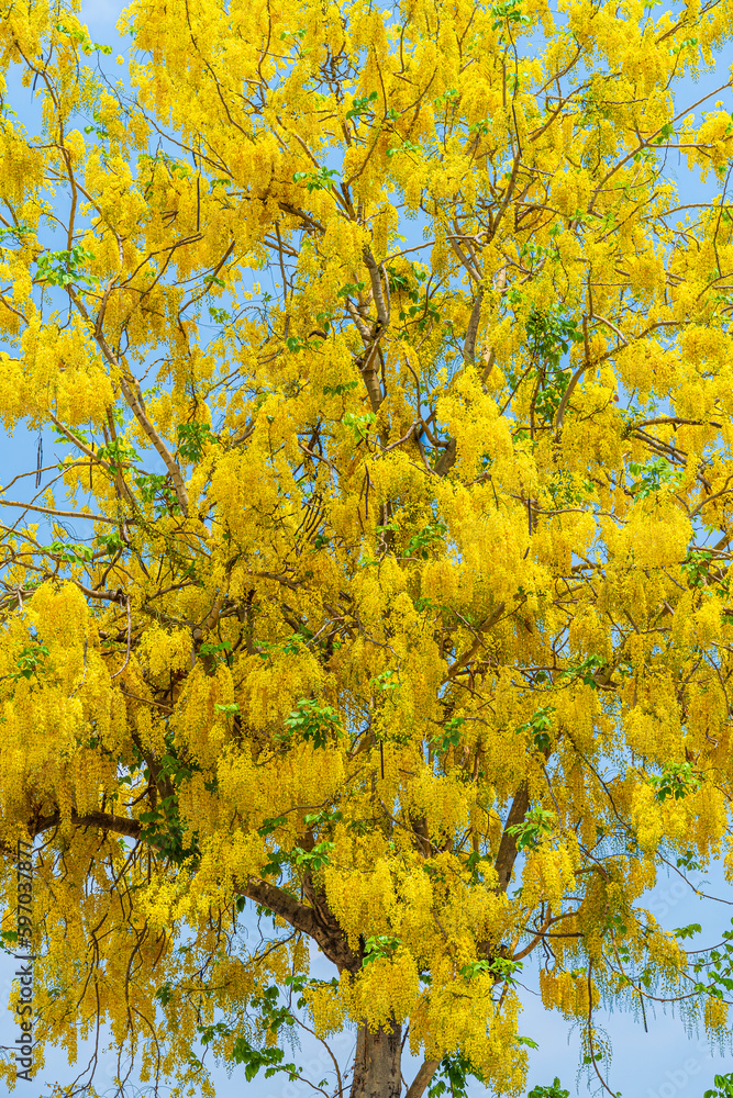 Fototapeta premium Beautiful blooming Yellow Golden Cassia fistula flowers with the park in spring day at daytime blue sky background in Thailand.