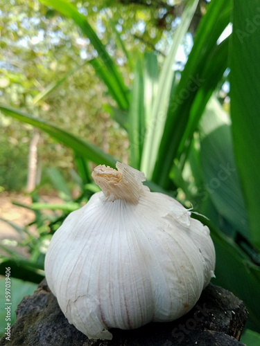 garlic