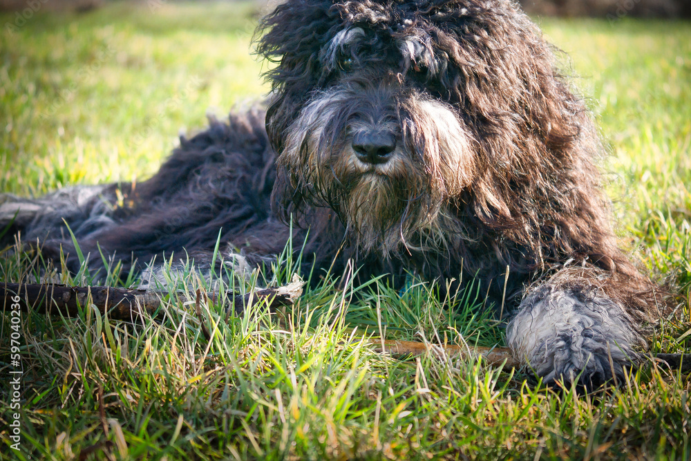 Black Goldendoodle lying on the lawn with stick. Faithful companion, therapy dog Black Goldendoodle lying on the lawn with stick. Faithful companion, therapy dog
