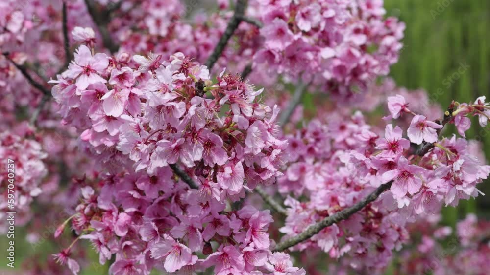 Cherry blossomes concept. Japanese sakura. Hanami. Spring timelapse of opening Sakura flowers on branches Cherry tree. Cherry blossomes concept. Japanese sakura. Hanami. Spring timelapse of opening Sakura flowers on branches Cherry tree.