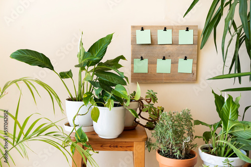 wooden board with clamps on which to hang green post it notes on which to write the tasks of watering, fertilising, transplanting, cutting and caring for plants and flowers at home