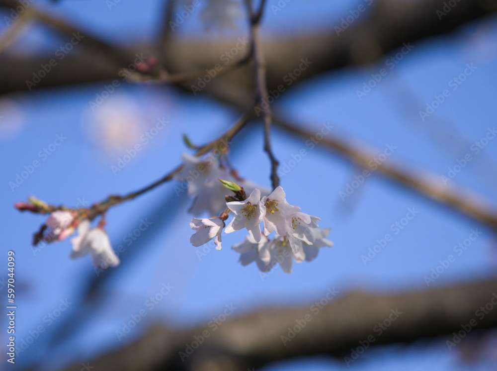 淡墨桜 淡墨桜