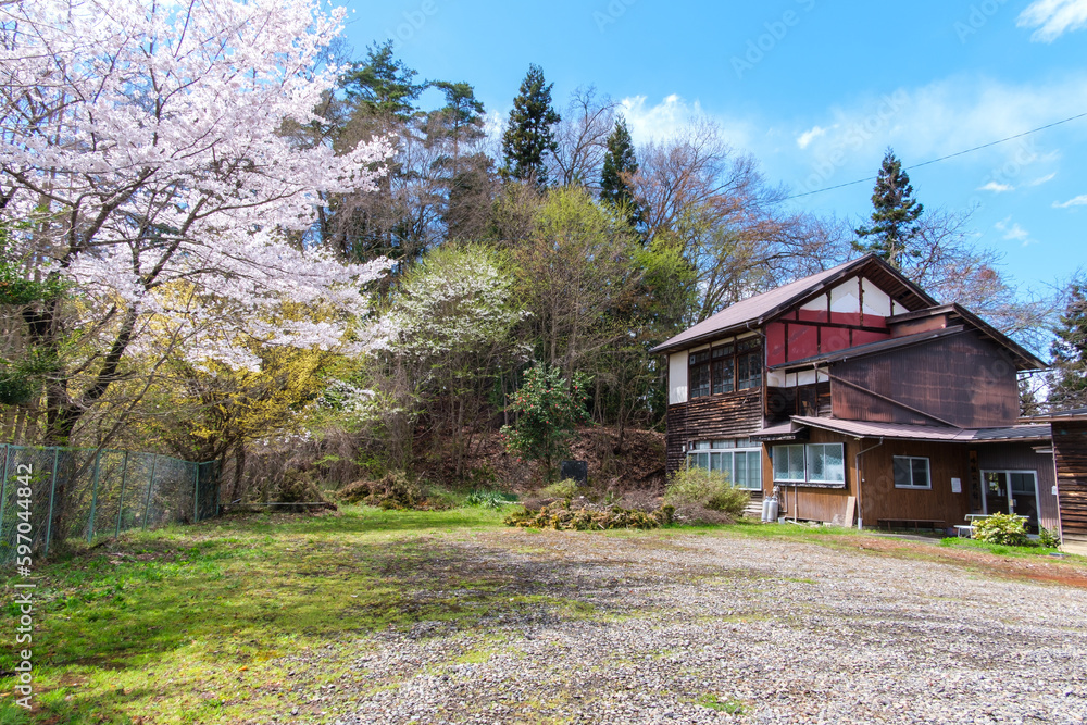 桜と公民館 桜と公民館