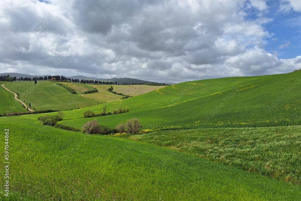 landscape with green grass and sky