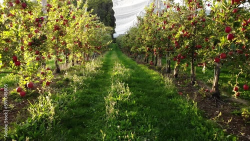 Flying in apple orchard, France. Ripe red apples ready to pick at harvest time. Cultivar Braeburn.