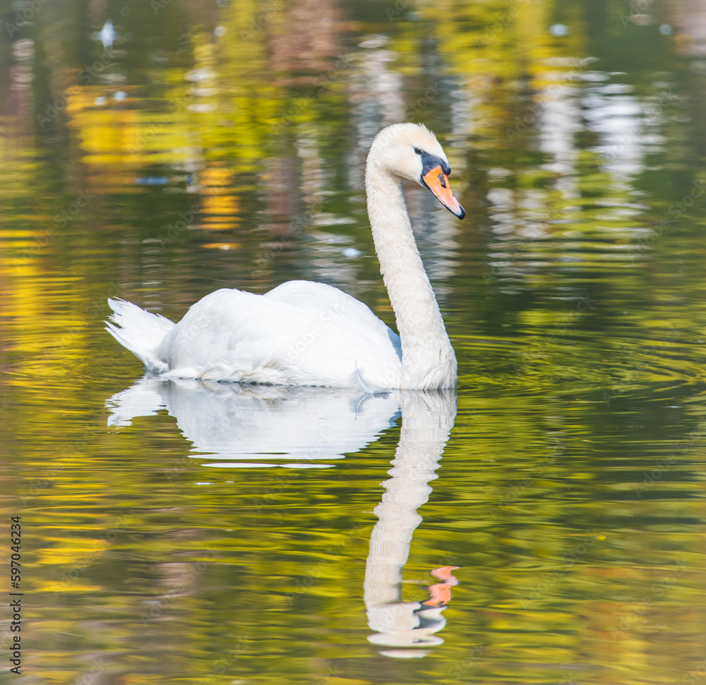 Fototapeta premium White swan swims in nature in summer