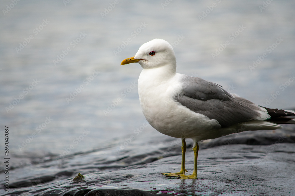 Common gull (Larus canus) standing on a rocky shore of the lake Common gull (Larus canus) standing on a rocky shore of the lake