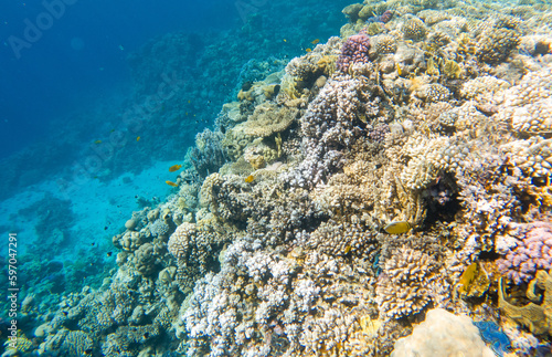Fototapeta Naklejka Na Ścianę i Meble -  Coral reef under sea water.