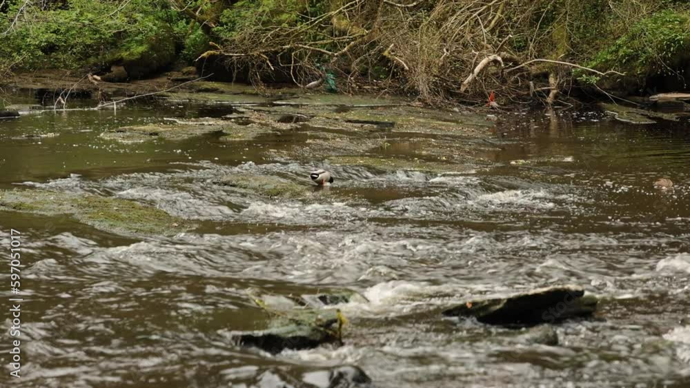 Hand-held shot of ducks eating fish and insects in the fast flowing waters of a river Hand-held shot of ducks eating fish and insects in the fast flowing waters of a river