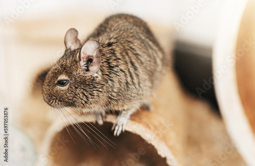 Little cute gray aquirrel Degu photo