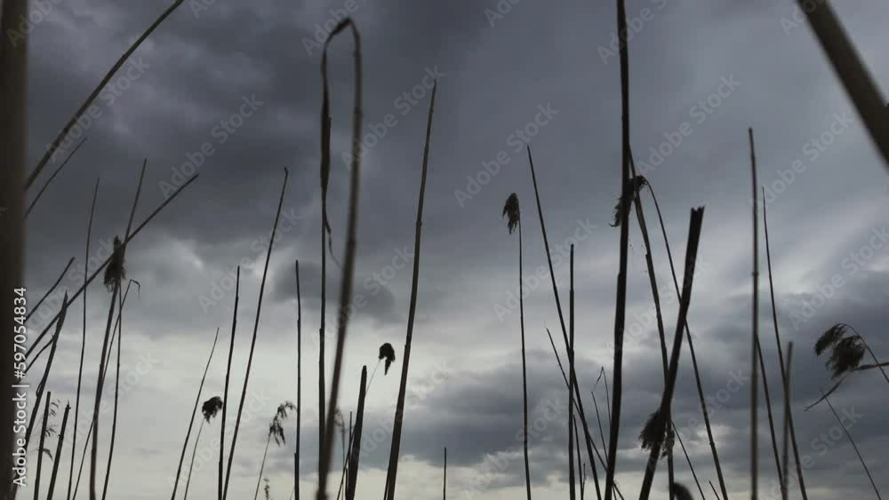 Dry reeds against the background of a gray and dramatic sky. The wind strongly shakes dry reeds. Dry reeds against the background of a gray and dramatic sky. The wind strongly shakes dry reeds.