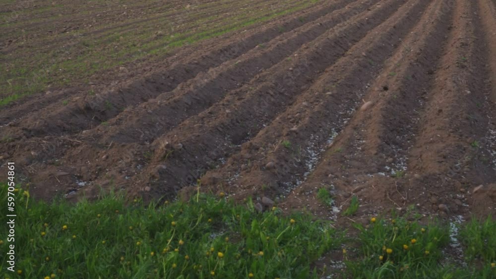 View of newly sown plowed field. Earth is dug up and potatoes are planted. Agriculture and growing crops. Spring sowing View of newly sown plowed field. Earth is dug up and potatoes are planted. Agriculture and growing crops. Spring sowing