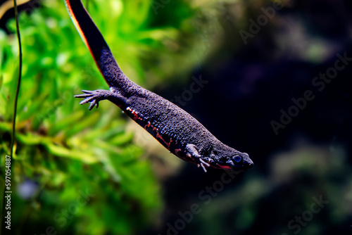 Japanese fire-bellied salamander in the aquarium.
