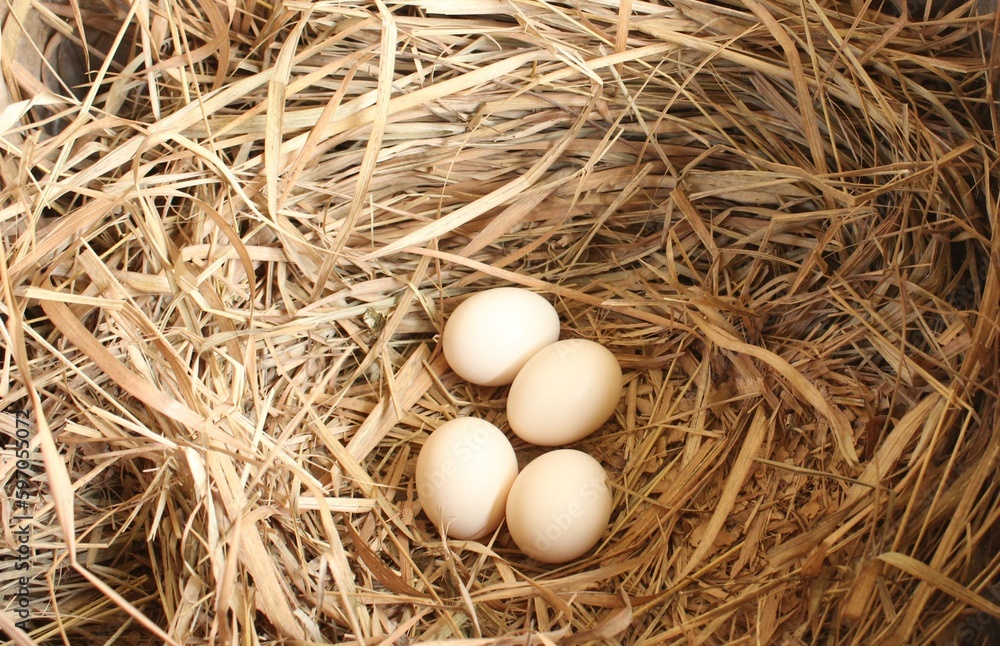 eggs in the nest eggs in the nest