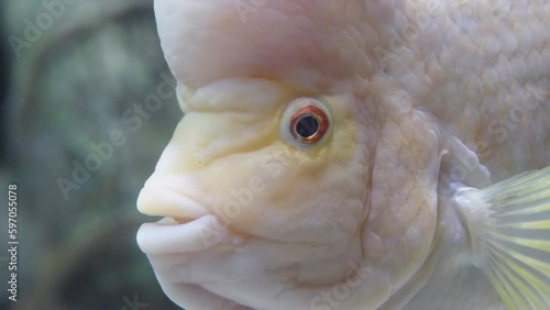 A white fish with a big head Amphilophus citrinellus looks at me. red eyes close-up. photo